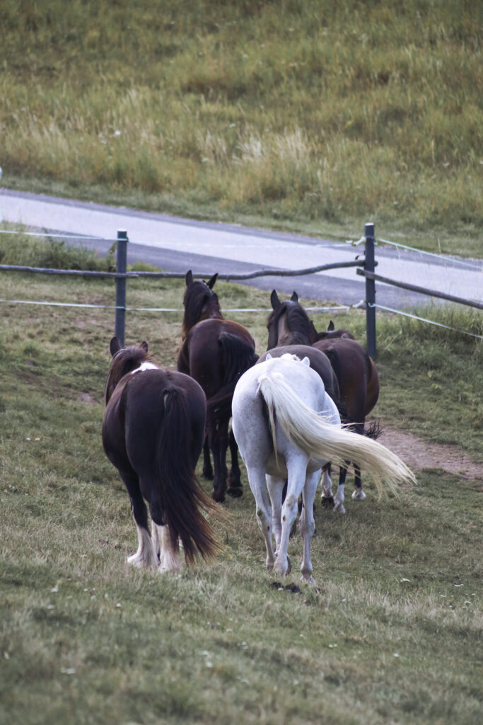 Sommerweide Schwarzenbach