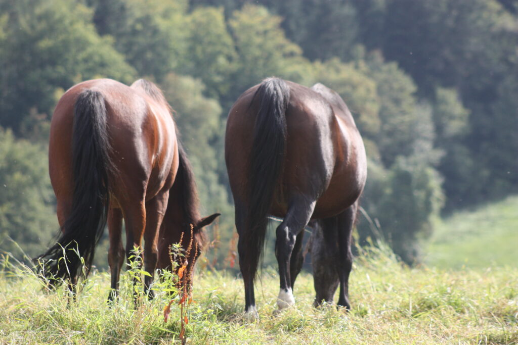 Sommerweide Schwarzenbach