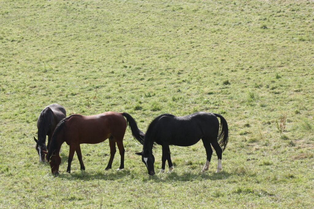 Sommerweide Bucklige Welt