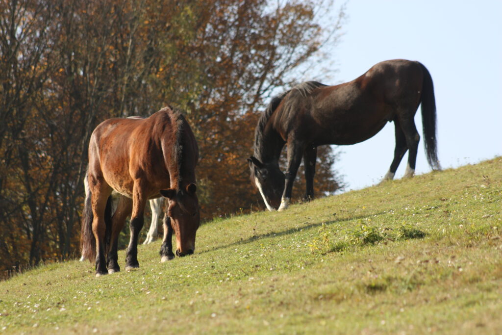 Sommerweide Schwarzenbach