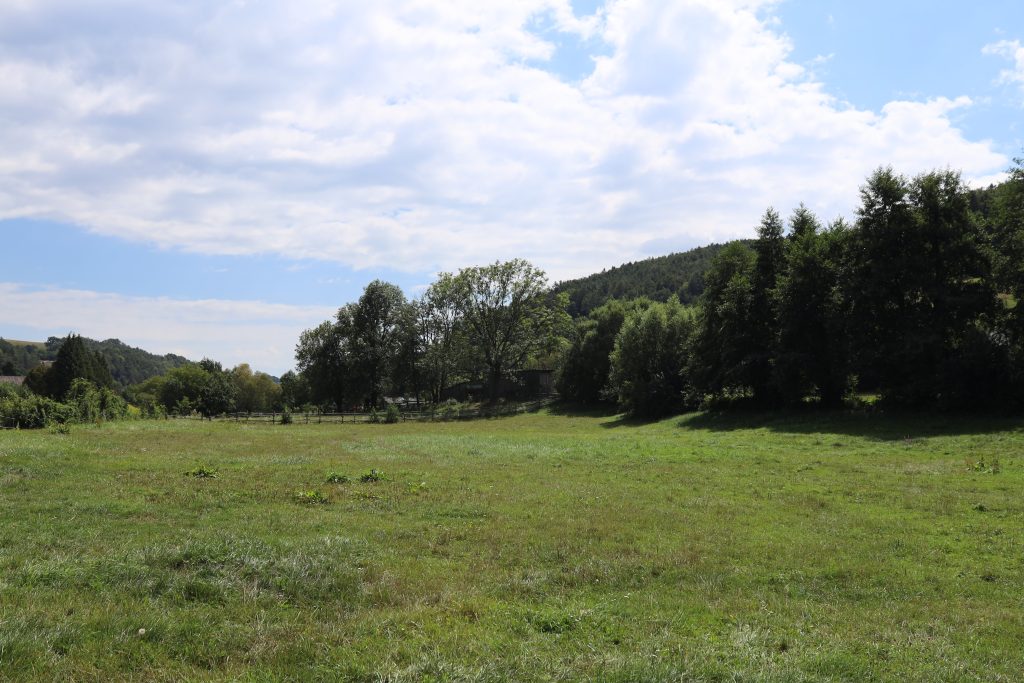 Weide für alte Pferde
